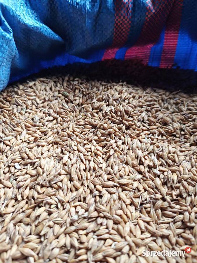 Sprzedam pszenica jęczmień owies kukurydza Zboża sprzedam