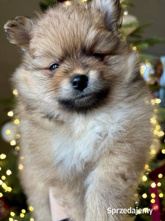 Szpic miniaturowy Pomeranian Radom