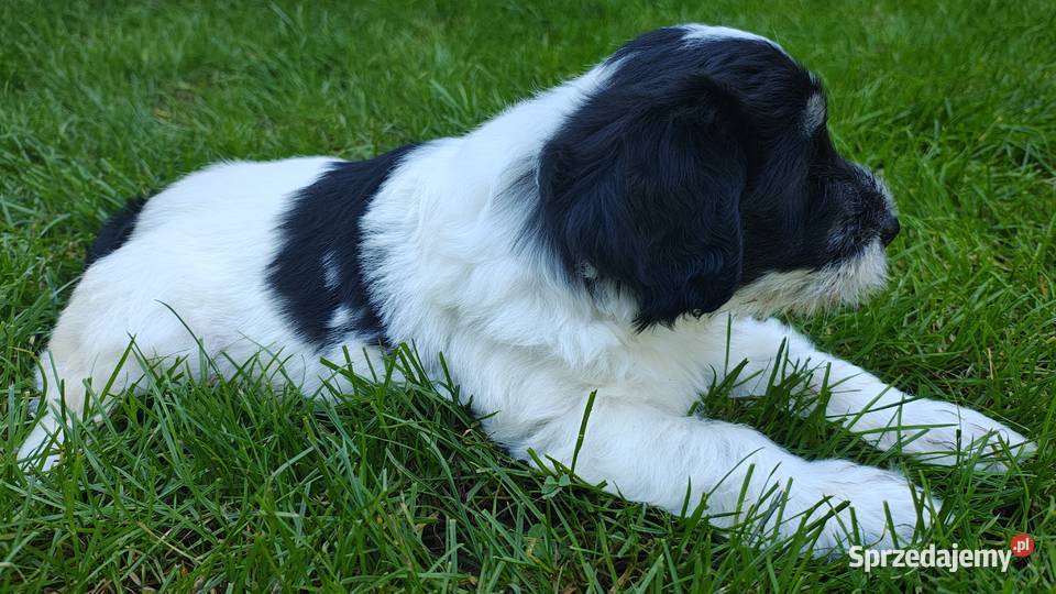Suczka Polski Owczarek Nizinny Rodowód FCI mazowieckie Chotomów sprzedam