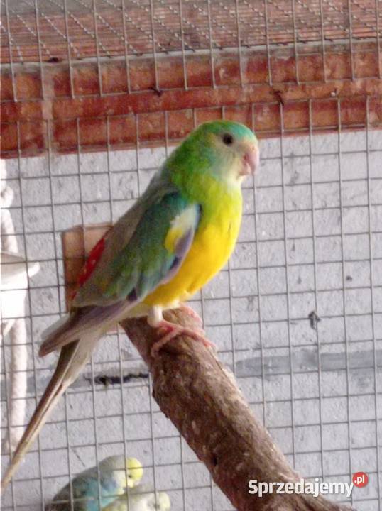 Papugi świergotki Kobylin