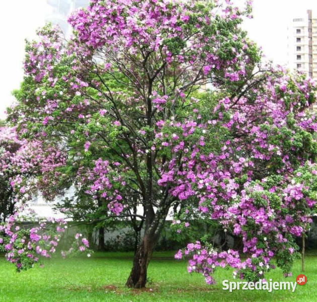 BAUHINIA ZMIENNA Bauhinia variegata NASIONA 30 kujawsko-pomorskie Lubanie sprzedam
