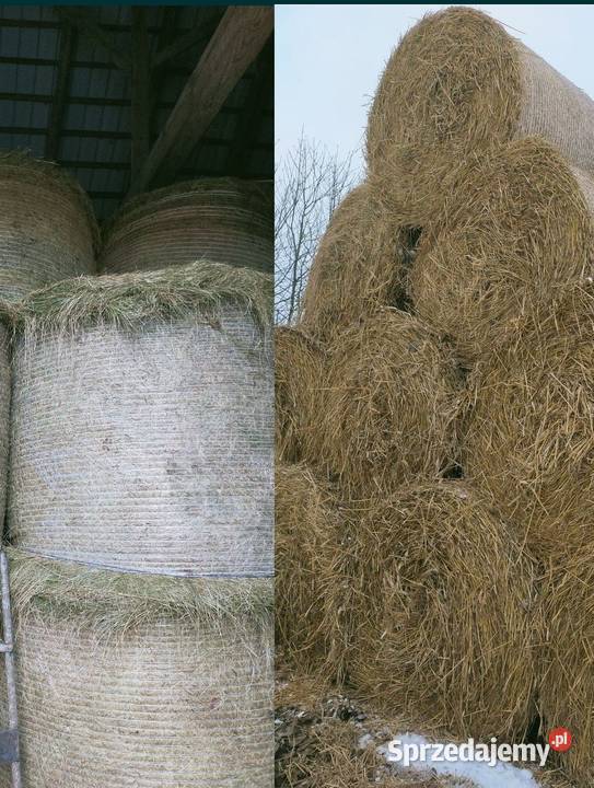 Siano Słoma Sianokiszonka Bele siana słomy Brańsk