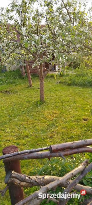 Sprzedam prawo do dzierżawy działki ROD w Relax