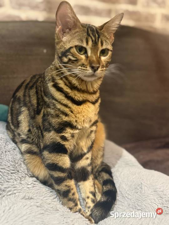 WYJĄTKOWA kotka Bengalska małopolskie Kraków sprzedam