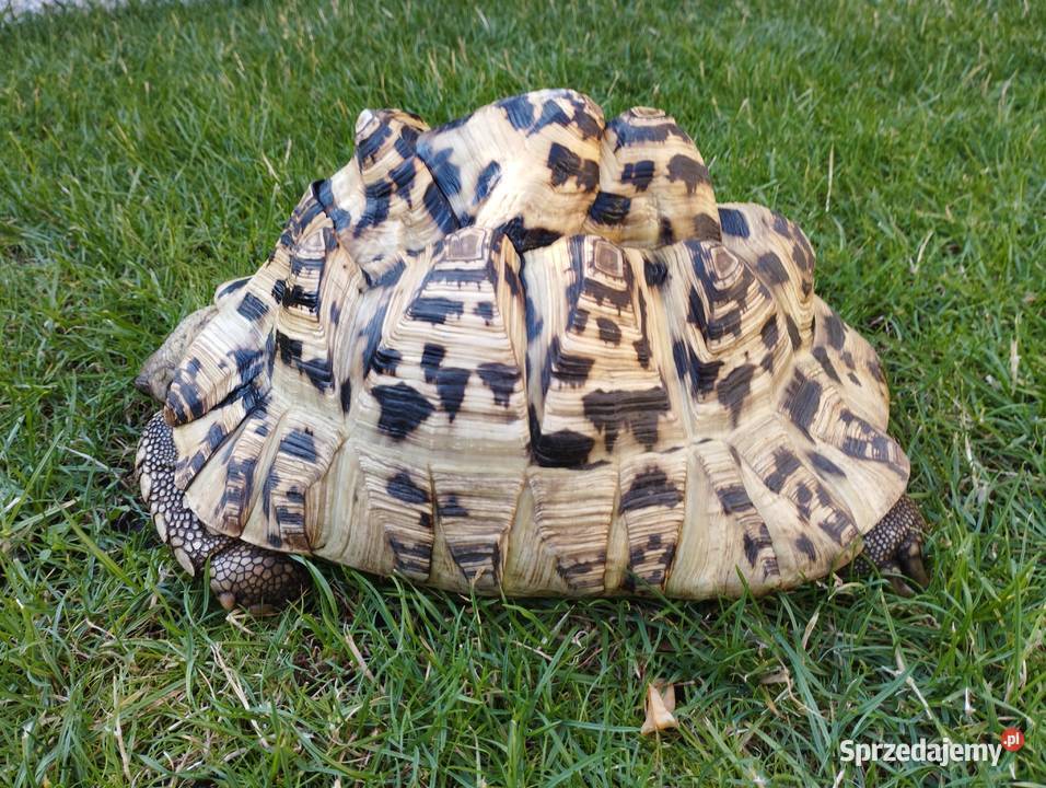 Żółw lamparci Stigmochelys pardalis Gady i płazy Gady i płazy Mosina