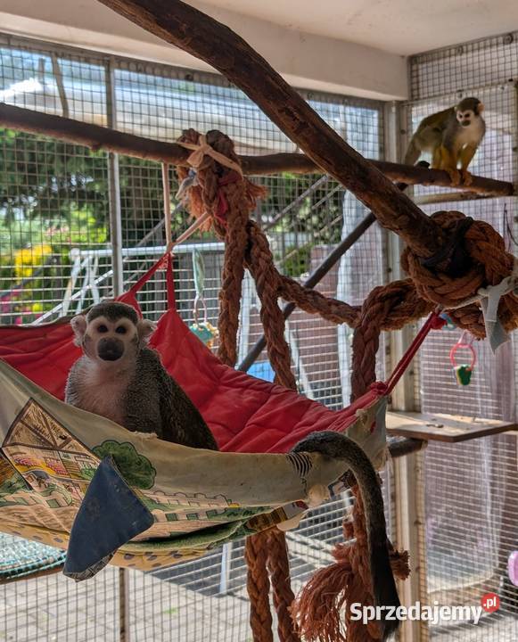 Para małpek Saimiri Zwierzęta mazowieckie Radom