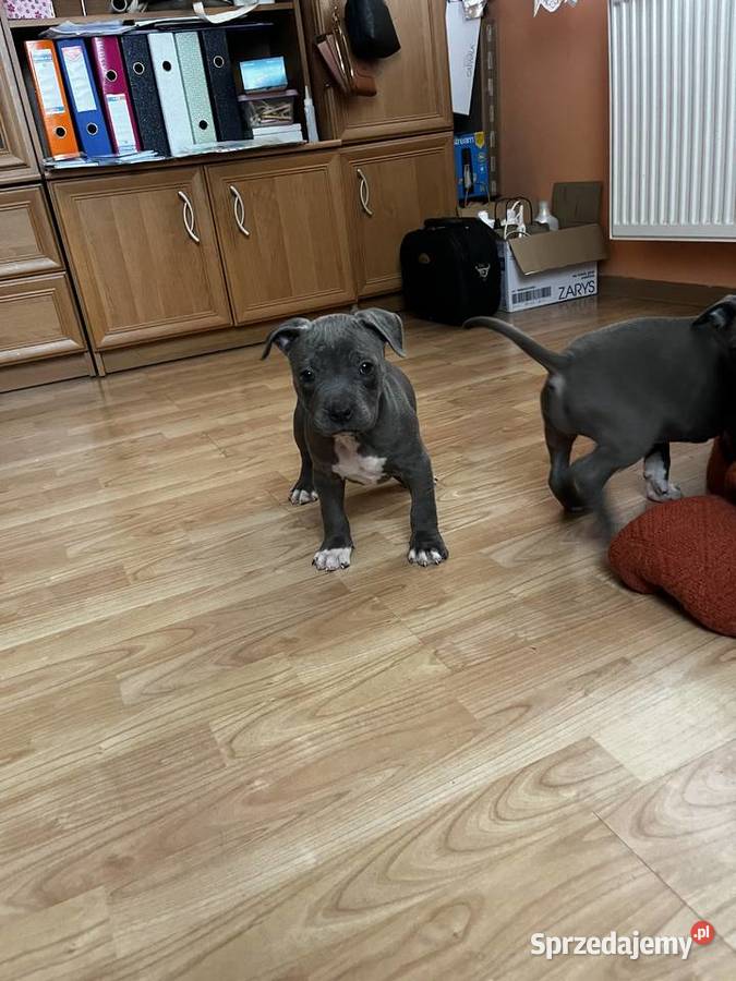 Sprzedam Amstaff Jastków