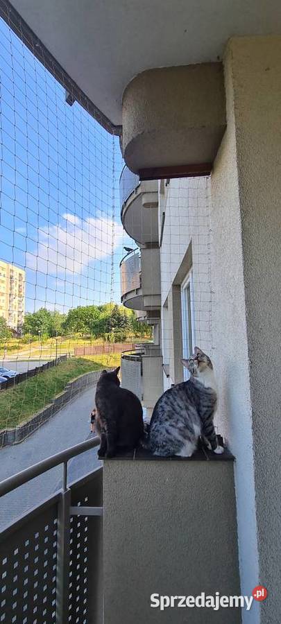 Siatka kota Zielona Góra