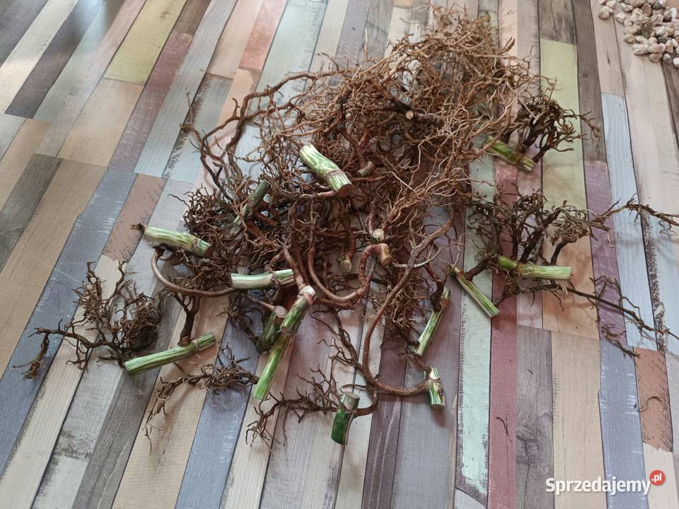 Monstera Albo variegata węzeł z korzeniami wet Zielone Kaźmierz