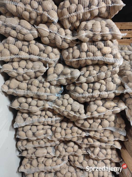 Ziemniaki jadalne Ignacy Denar Catania Nowe Przybojewo sprzedam