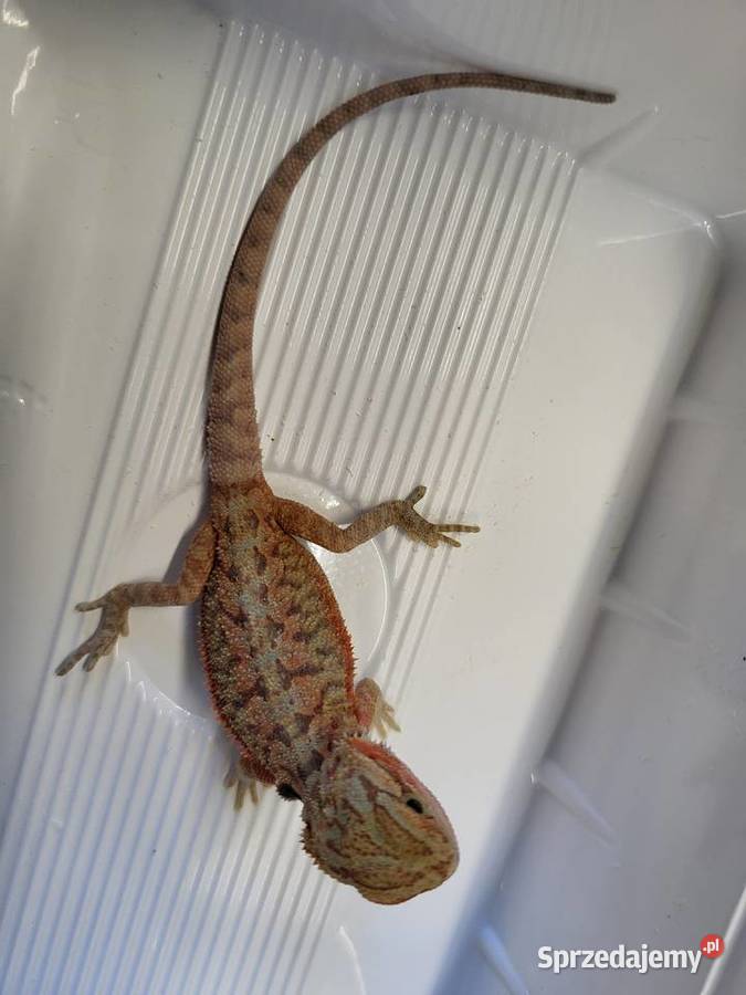 Agama Brodata Red Sklep Zoologiczny Katowice