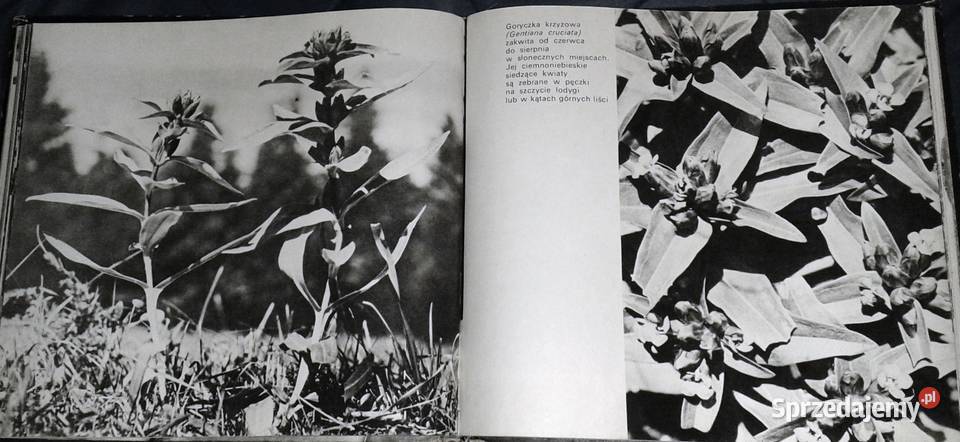 Rośliny chronione w Polsce Władysław Strojny Chełm