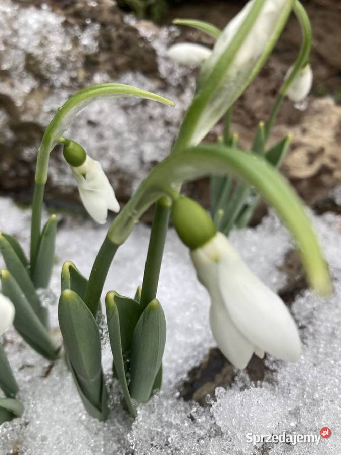 Przebiśnieg sadzonki cebule Lublin