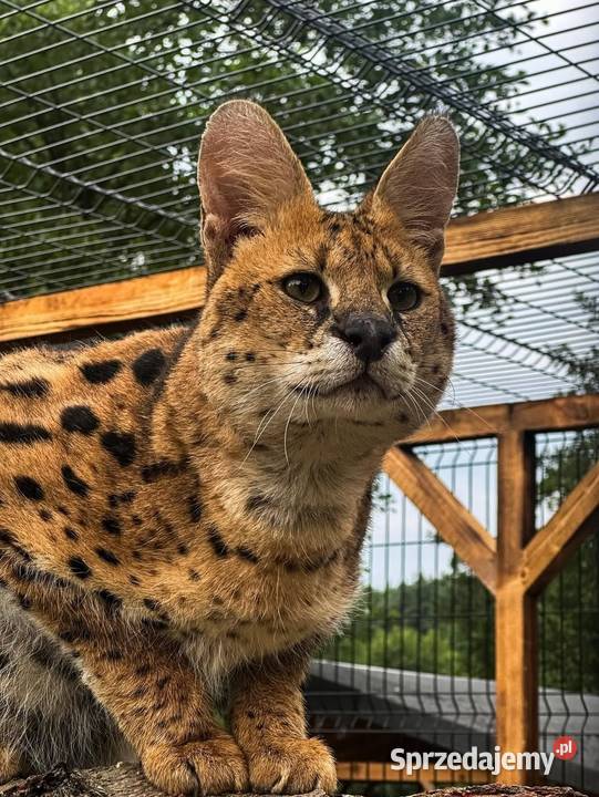 Para hodowlana Serwal Afrykański serval serval z
