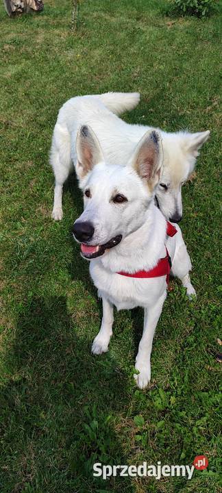 Biały owczarek szwajcarski Pozostałe Poraj