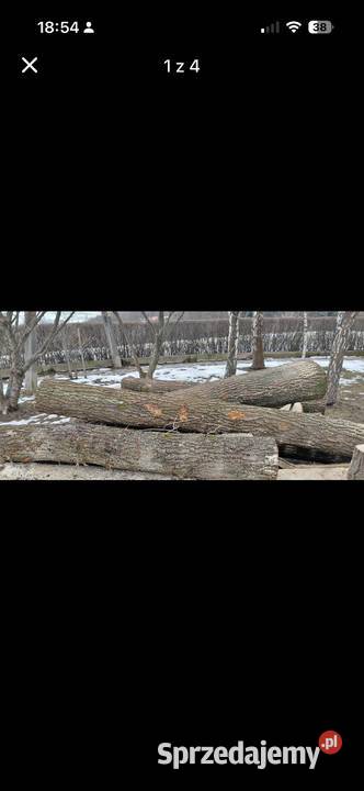Dąb w klocku do przerobu stolarskiego Trzcinica