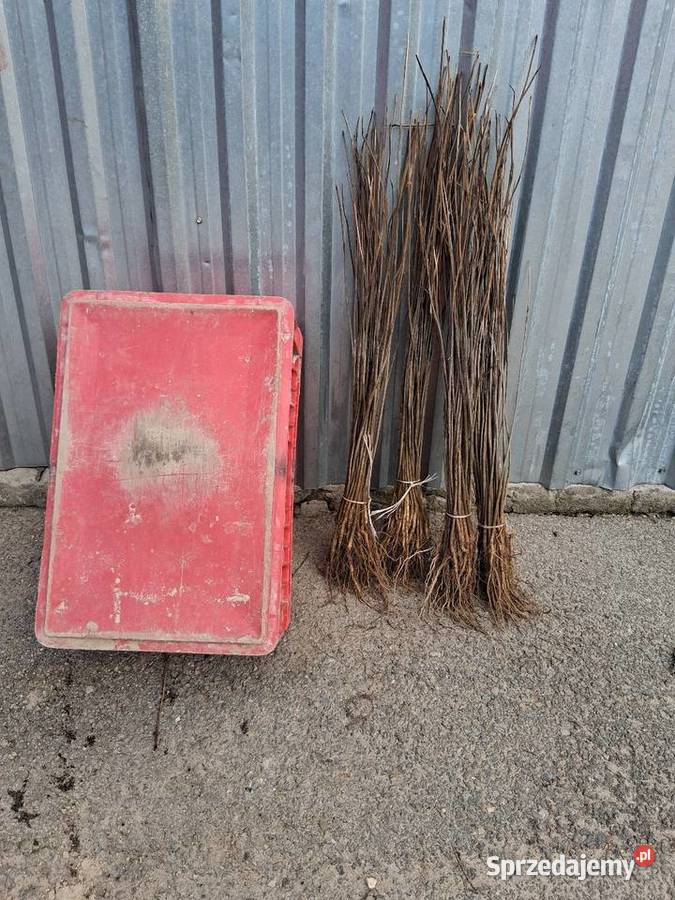 Sadzonki katalpy morwy białą czarna Puławy