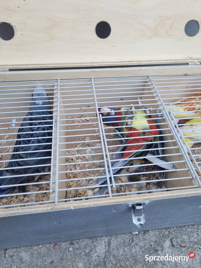 Sprzedam rozele królewskie