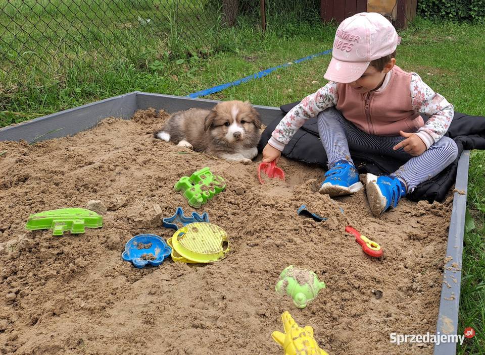 Welsh Corgi Pembroke szczenięta Chełm