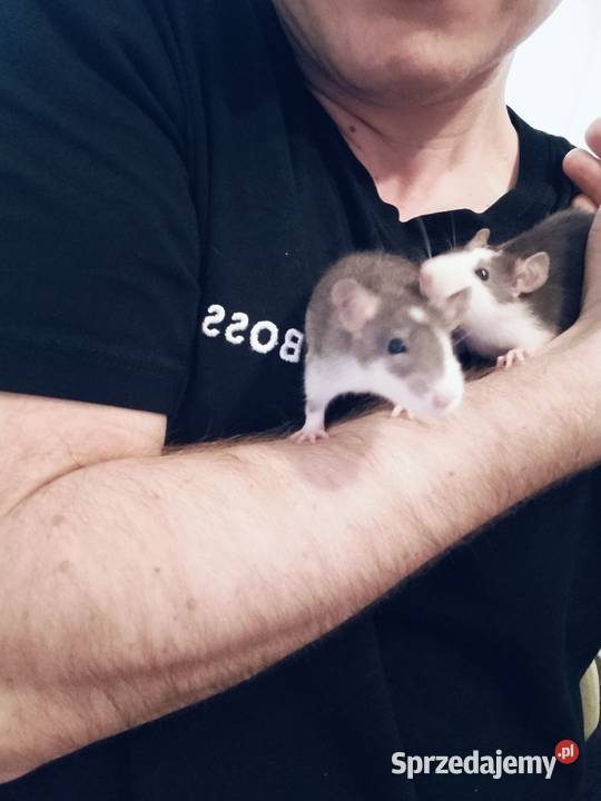 Szczur Szczury Szczurki Młode Gryzonie Bydgoszcz