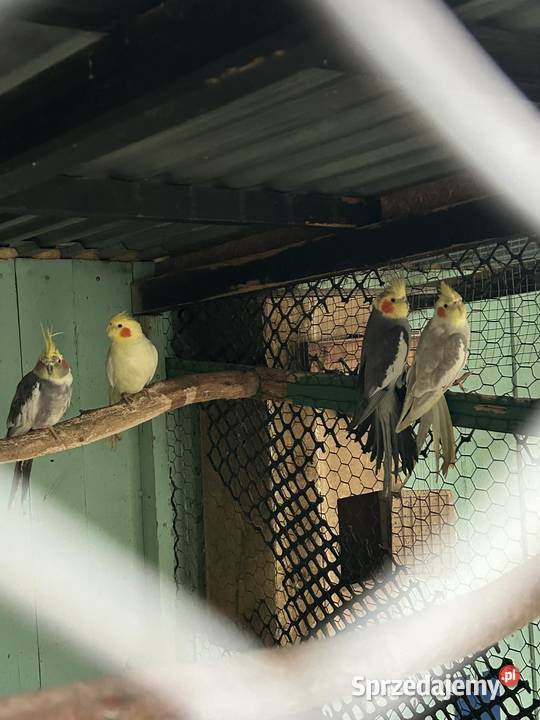 Papugi nimfy pary lęgowe I młode 25r Ptaki Skała