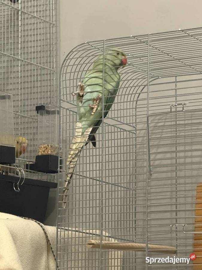 Papuga aleksandretta obrożna Oleśnica sprzedam
