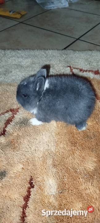 Króliczki miniaturki Mierzowice