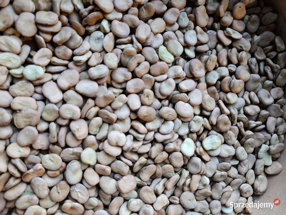 Bób dragon bizon Sielce