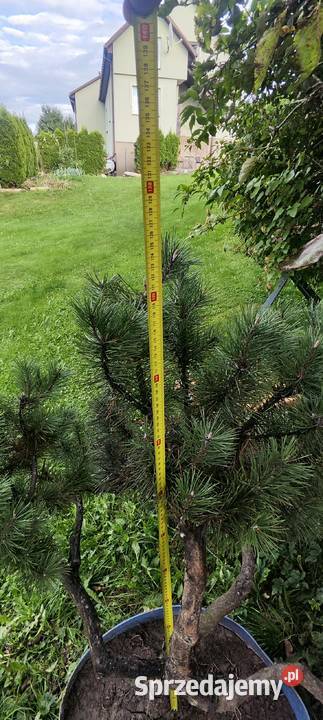 Bonsai sosna świerk jodła małopolskie Chrzanów