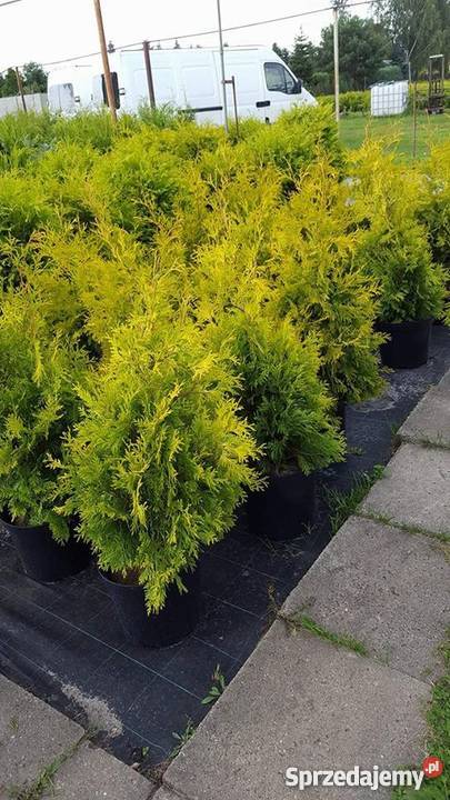 Thuja Yellow Ribbon żółta 6080 PRODUCENT sprzedam