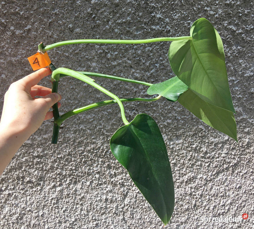 Philodendron filodendron Emerald Queen sadzonka Kraków