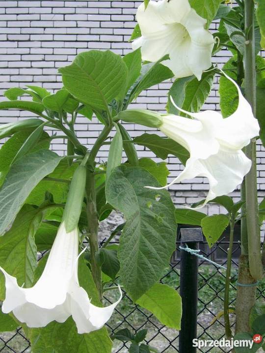 DATURY SADZONKI kwiaty doniczkowe ukorzenione Wyszogród