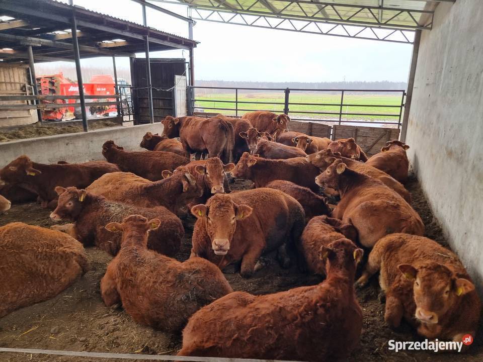 SPRZEDAM byki rasy Limousine Ustrzesz sprzedam