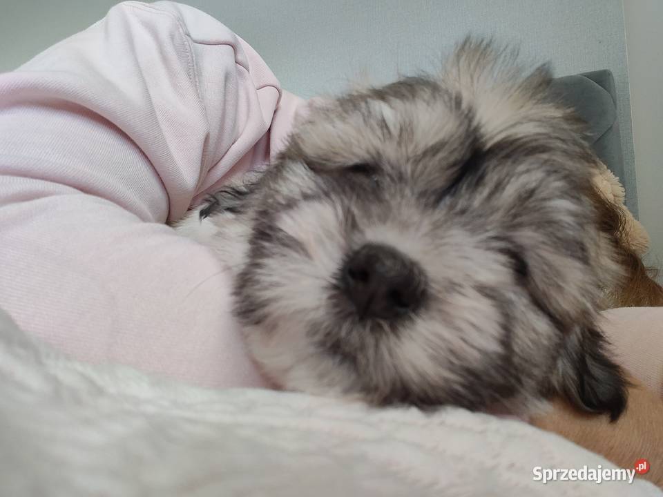 Coton de Tulear szczenięta z rodowodem kujawsko-pomorskie Inowrocław