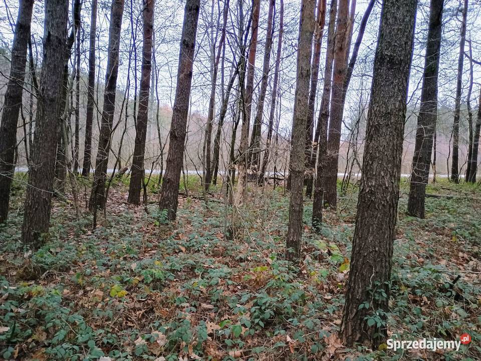 Działka leśna 078h 7880m2 Długowizna