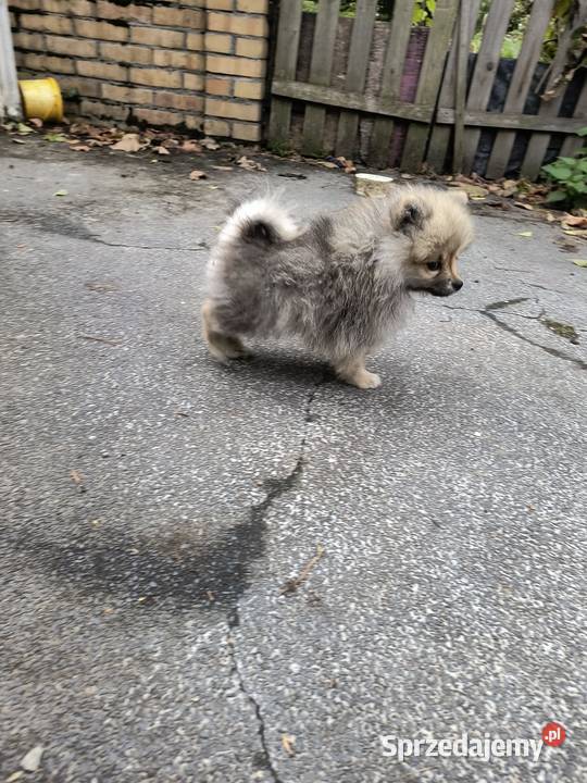 Szpic miniaturowy pomeranian malutki piesek Zakrzewo sprzedam