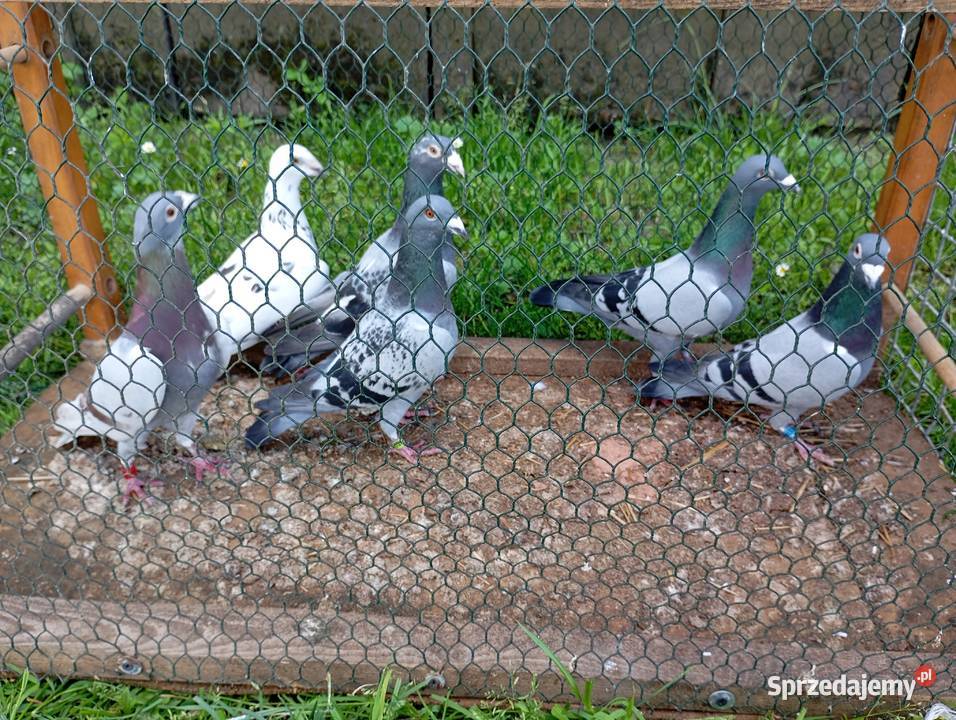 Sprzedam gołębie pocztowe likwidacja hodowli Kłodawa
