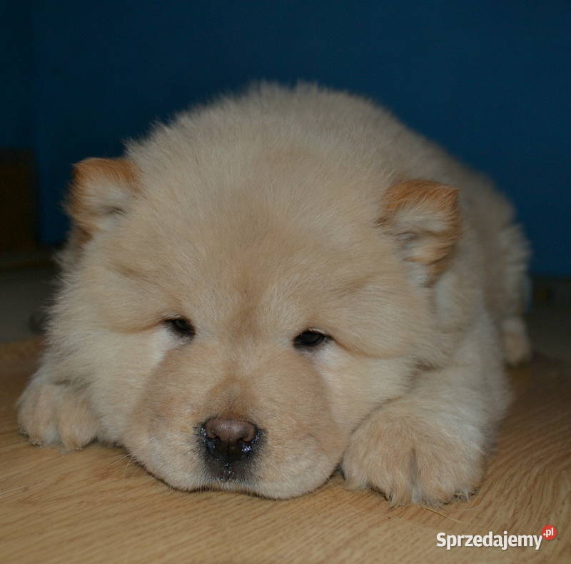 CHOW CHOW CZAU CZAU ŚLICZNE SUCZKI