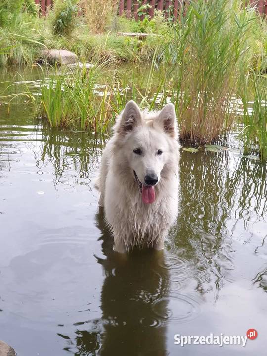 Owczarek Szwajcarski długowlosy Mogilno
