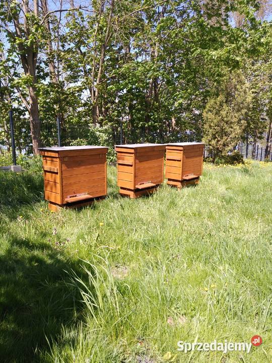 Pszczoły ule odkłady pszczele 2024 Bursztynowa Mniszków