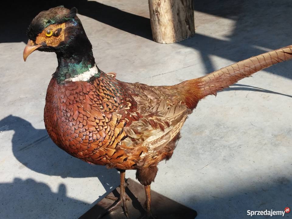 Bażant dekoracyjny ozdoba Profesjonalny Tuchów