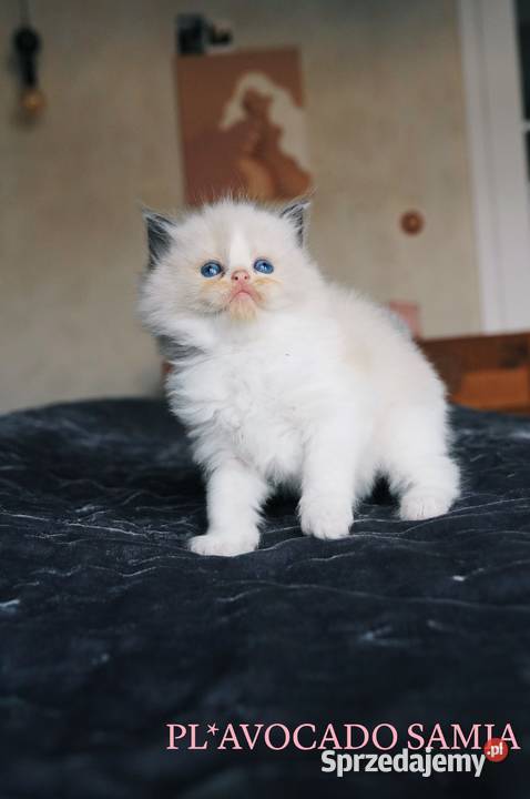 RAGDOLL przepiękne kocięta z hodowli AVOCADO Wrocław