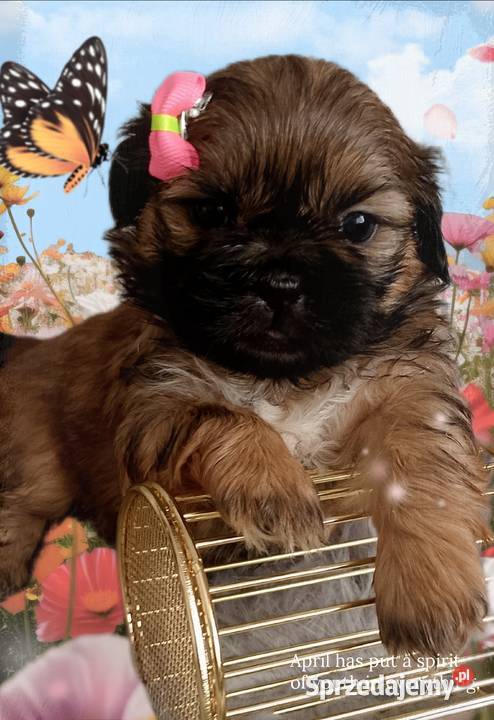 Do odbioru śliczna suczka rasy ShihTzu Ostrzeszów