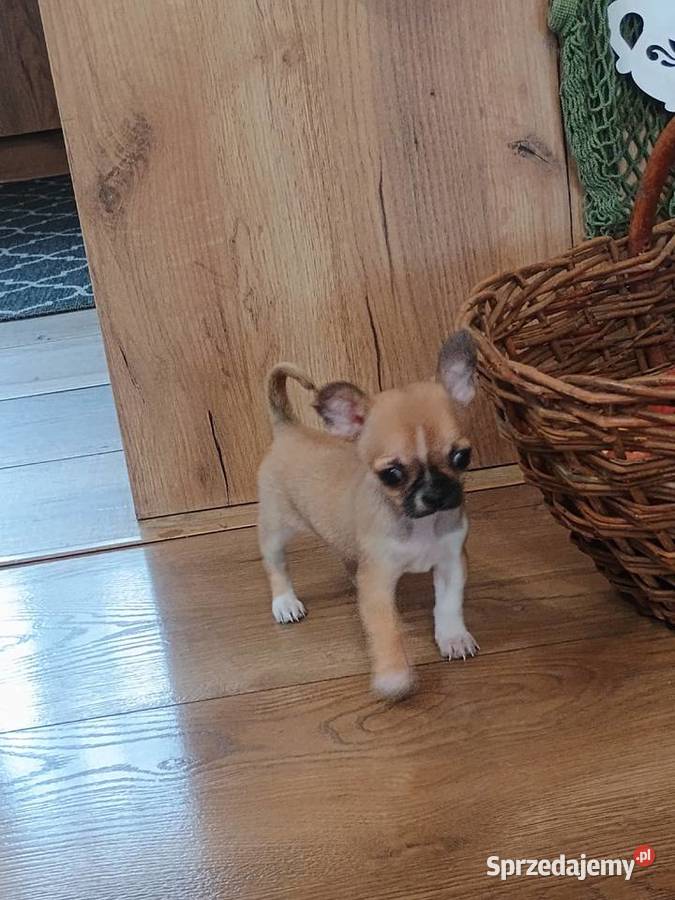 Chihuahua maleńka XXS Radomsko