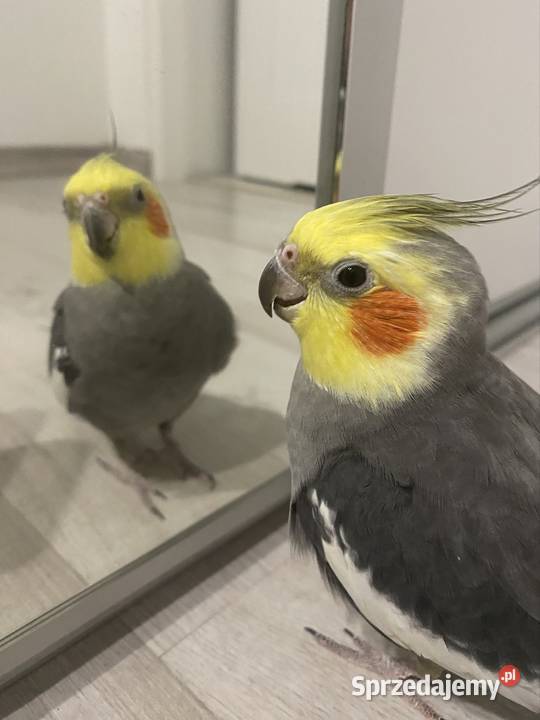 2 Nimfy z klatką podkarpackie Rzeszów