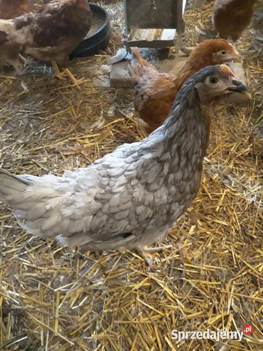 Kury nioski młode min Rosa Sussex Greenshell Drób i ptactwo Łaziska