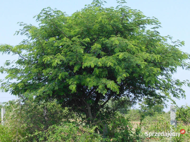 ALBICJA AMARA Albizia amara NASIONA 100g Lubanie