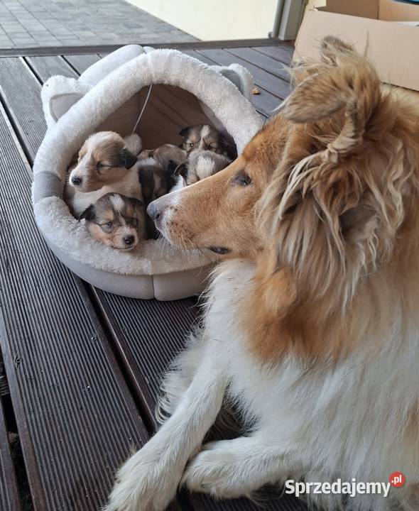 Owczarek Szkocki Collie Szczeniaki SUCZKI opolskie Olesno