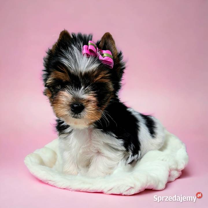 MINI Perełka YORK BIEWER SUCZKA Rodowód Umowa Opole sprzedam