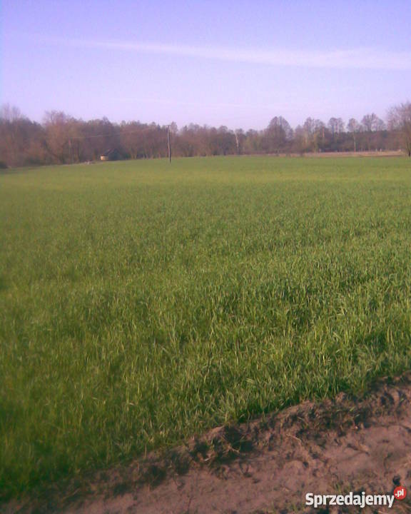 sprzedam gospodarstwo ziemię rolną mazowieckie Gilówka Dolna